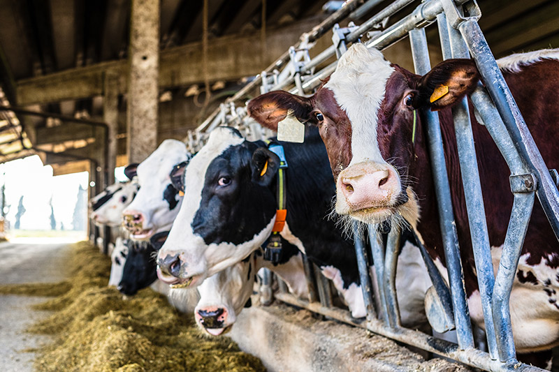 Crespeo stellt Futtermittel aus Weizen Nebenprodukten für die Fütterung von Rindern her | Crespel & Deiters