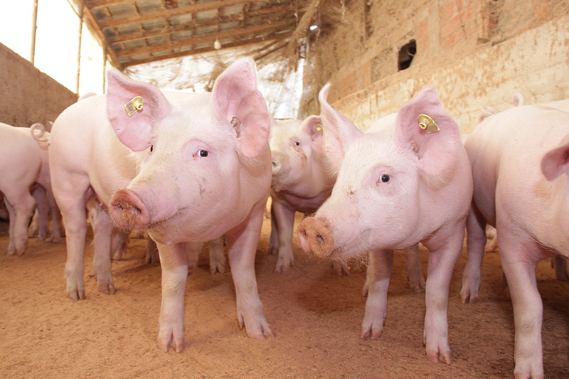 Crespeo stellt Futtermittel aus Weizen Nebenprodukten für die Fütterung von Schweinen her | Crespel & Deiters