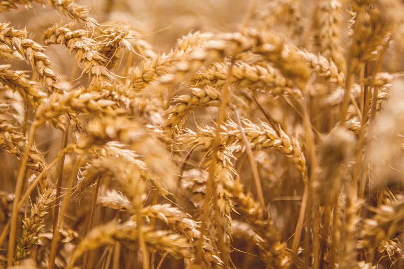 Leading producer of wheat starches and wheat proteins in Europe | Crespel & Deiters