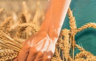 As a producer of wheat starches and wheat proteins, we extract wheat-based raw materials from wheat, which are refined into highly functional products | Crespel & Deiters