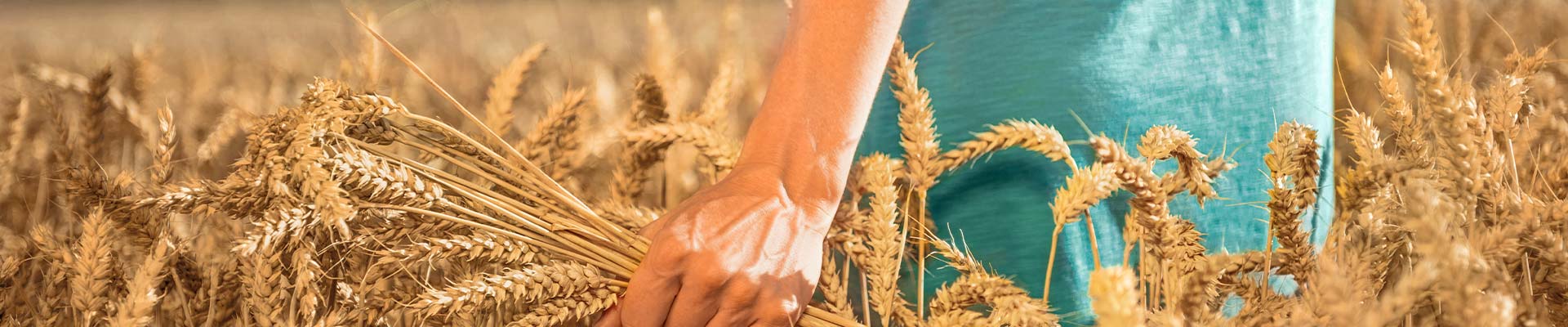 As a producer of wheat starches and wheat proteins, we extract wheat-based raw materials from wheat, which are refined into highly functional products | Crespel & Deiters