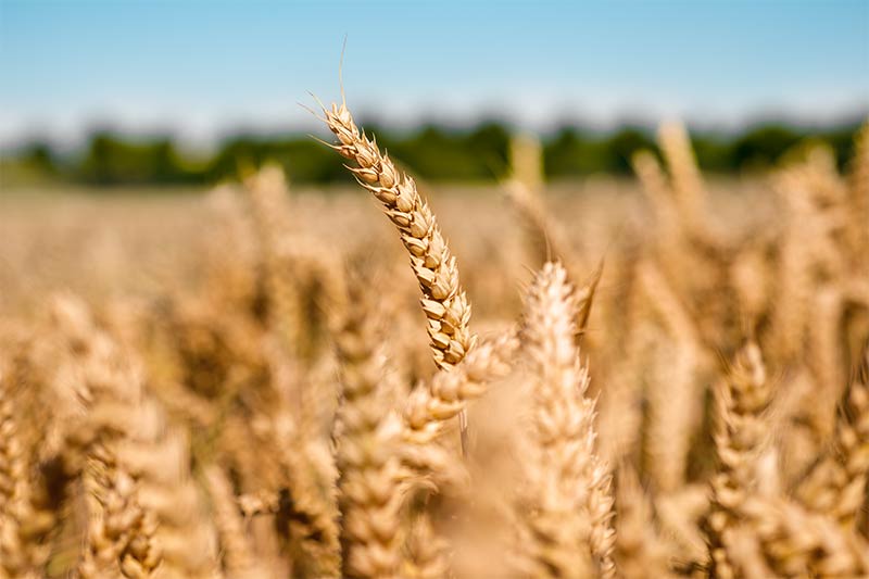 The starch industry is a competent and important partner for the feed industry and agricultural enterprises. Crespeo produces high-quality feed by first separating wheat in a special and by subsequently refining it. | Crespel & Deiters