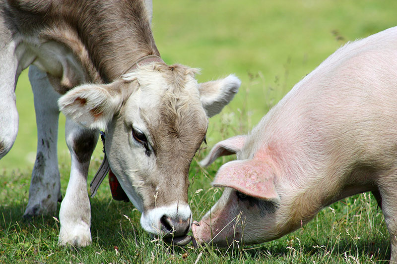 Crespeo stellt Futtermittel aus Weizen Nebenprodukten für die Fütterung von Jungtieren her | Crespel & Deiters