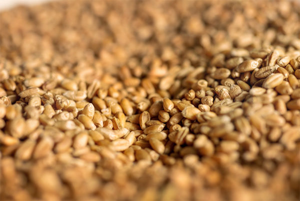 High-quality, GMO-free EU wheat for manufacturing food ingredients at Loryma